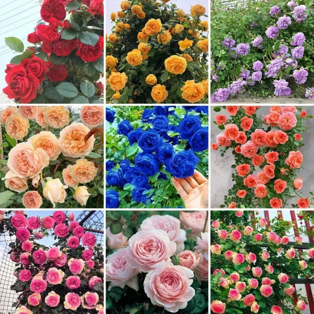 š¹ Elegant Climbing Rose Flower Seeds- 9 Rare and Breathtaking Colors Seeds(IMPORTED)